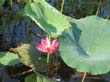 lotus - lotus liliees (3)